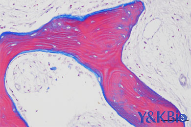 内蒙古Masson染色