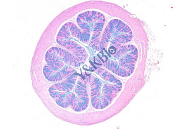 内蒙古阿利新蓝染色