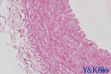 内蒙古茜素红染色