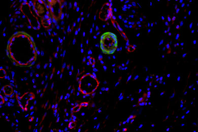 内蒙古免疫荧光双标