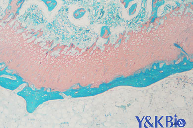 内蒙古番红固绿染色