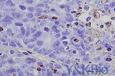 内蒙古Tunel服务