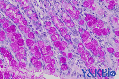 内蒙古糖原PAS染色