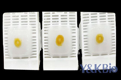 内蒙古瑞士肠卷石蜡包埋