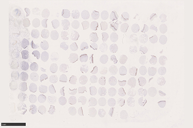 内蒙古组织芯片切片