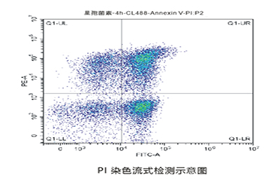 内蒙古流式PI染色