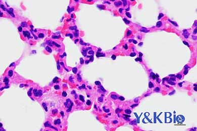 内蒙古HE染色服务