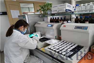 内蒙古原位杂交