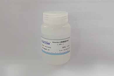 内蒙古10×Western转膜缓冲液
