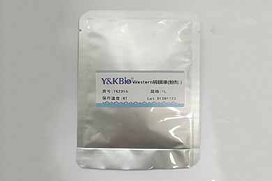 内蒙古Western转膜液干粉