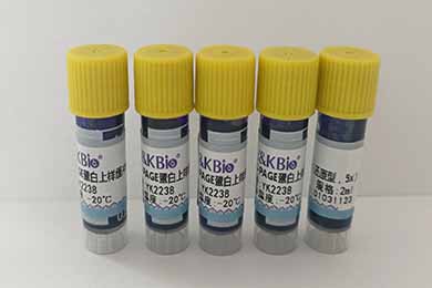 内蒙古SDS-PAGE蛋白上样缓冲液（还原型，5x）