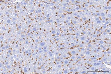 内蒙古Anti-CD44 Antibody [JE64-01]