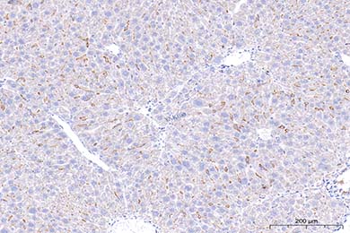 内蒙古F4/80 Recombinant Antibody [PSH01-87] - Rat IgG1 (Chimeric)